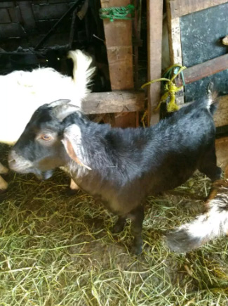 jual kambing dan sapi Aqiqah Dan Qurban