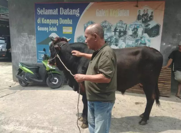 Sapi Siap Potong Limousin, Bali ,PO, dan sapi Simmental