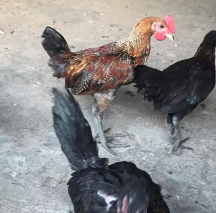 Anakan ayam ketawa slow, bisa nego alus