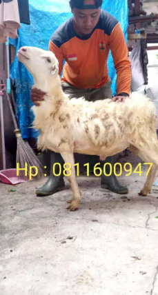 kambing-aqiqah-syukuran-dll