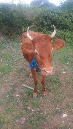 Sapi Limosin Induk & Anak