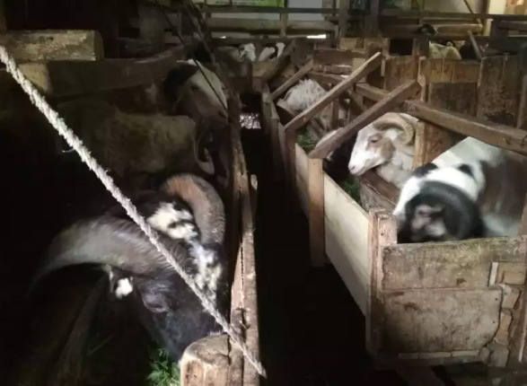 Domba Aqiqah Bissmilah