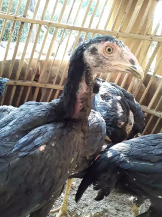 Dijual Ayam Bangkok Super