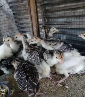 Anakan kalkun umur 2 minggu