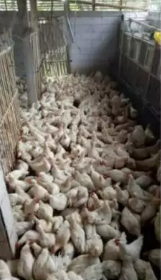 menyediakan Karkas Ayam Pejantan