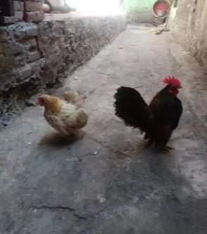 Ayam tema 1 pasang sehat baru netas 1x