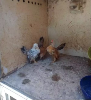 Ayam serama anakan borongan