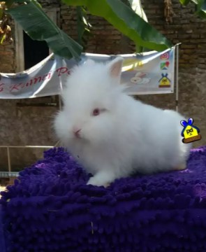 Kelinci mini lionhead