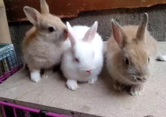 Kelinci Netherland umur 3bulanan