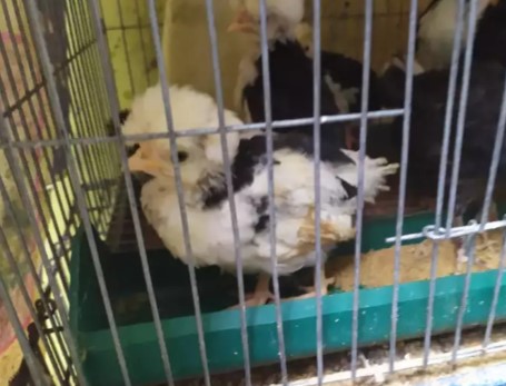 Anak ayam polan ( polandia ) jambul