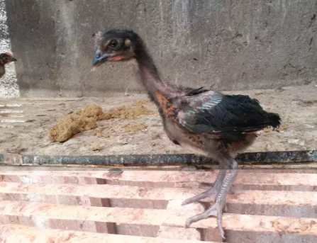 Anakan Ayam pelung keturunan Postur jumbo umur 2 bulan
