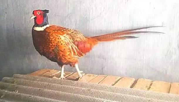 ayam cina red ringneck pheasant