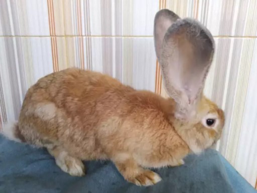 KELINCI FLEMISH GIANT ORIGINAL no silangan