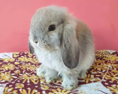 Kelinci Holland Lop Lincah