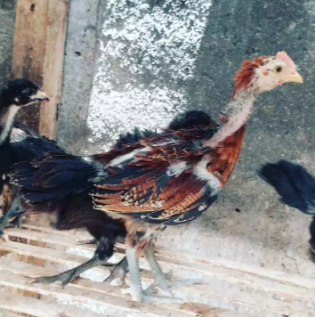 Anakan Ayam pelung keturunan Postur jumbo umur 2 bulan