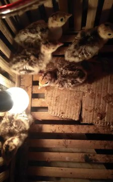 anak kalkun 1mingguan