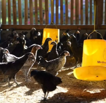 DOC Ayam Kampung Asli (KUB)