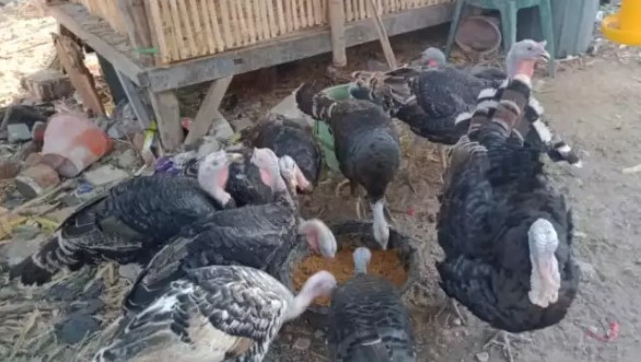 kalkun pejantan siapan