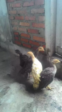 Anakan ayam kalkun usia 2 bln lebih