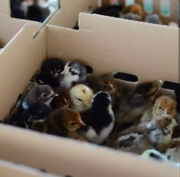 DOC Ayam Kampung Asli (KUB)