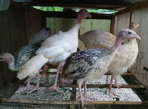 kalkun coklat black putih royal palm bronze dll