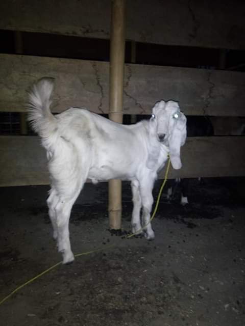 Jual beli hewan ternak kambing