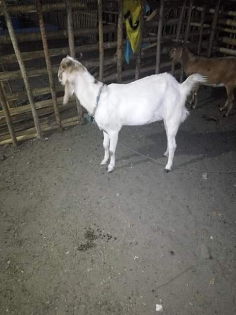 Jual beli hewan ternak kambing