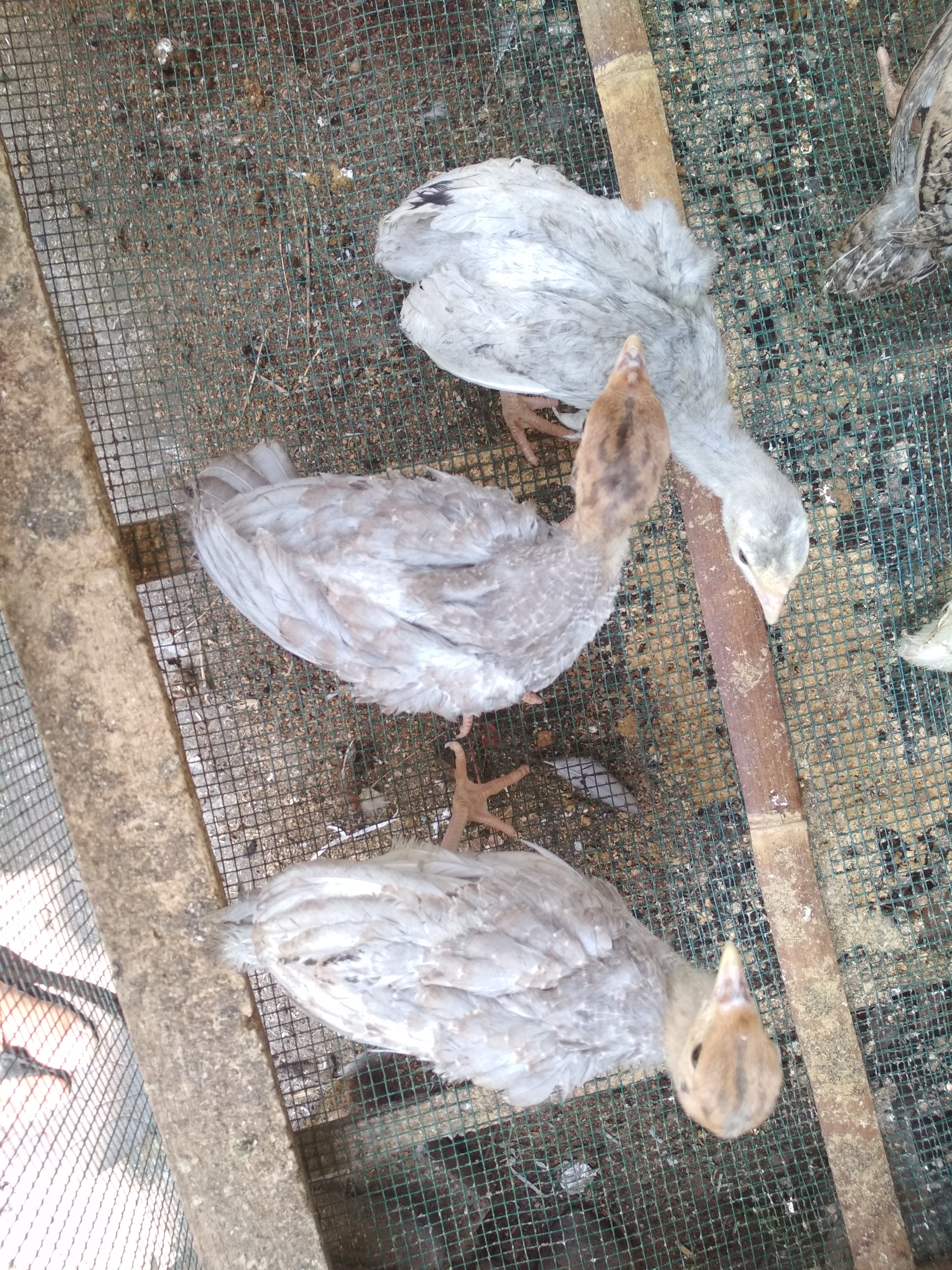 Anakan ayam kalkun jenis blue slate