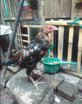 Anak ayam bangkok
