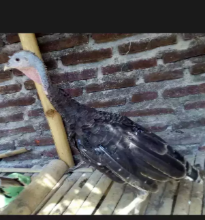 Kalkun indukan betina