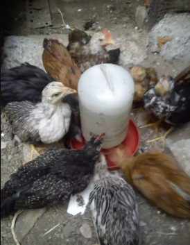 Anak ayam kate jual per ekor/nego