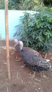 Jual Ayam Kalkun 1 Jantan dan 2 Betina Siap Produksi