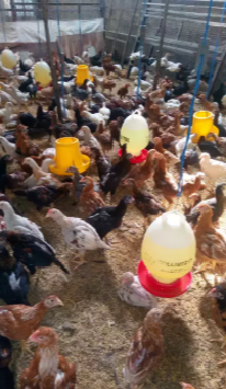 ayam kampung super/joper dan telur fertil sleman-jogjakarta