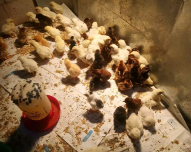 Doc Bibit Ayam Kampung Super atau Joper