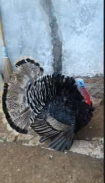 Jual Ayam Kalkun 1 Jantan dan 2 Betina Siap Produksi