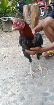 Ayam Bangkok murni ,no birma ,mangon,pakhoy,pama,shamo