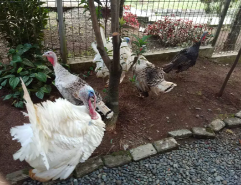 Jual cepat ayam kalkun jenis albino dan Royal palm ngabisin Stok