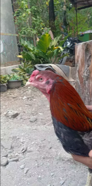 Ayam Bangkok murni ,no birma ,mangon,pakhoy,pama,shamo