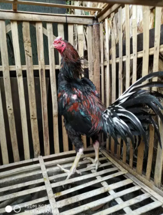 Ayam bangkok jantan