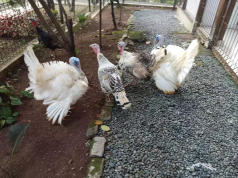 Jual cepat ayam kalkun jenis albino dan Royal palm ngabisin Stok