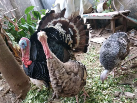 ayam kalkun royal palm(3 ekor),. 2 jantan 1 betina (borongan) ..