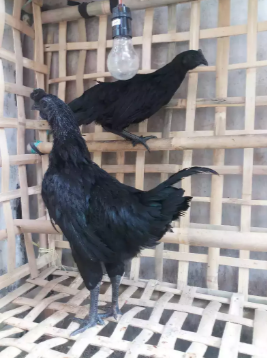 Ayam Cemani LH dan LA