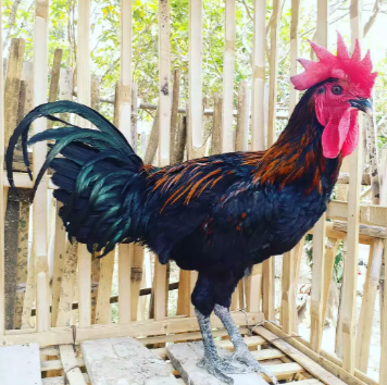 Ayam Pelung muda bahan kontes durasi 13 detik bitu rajin