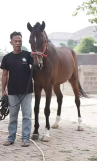 Kuda besar jantan