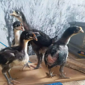 Ayam Pelung anakan adik juara 1 nasional si Aden