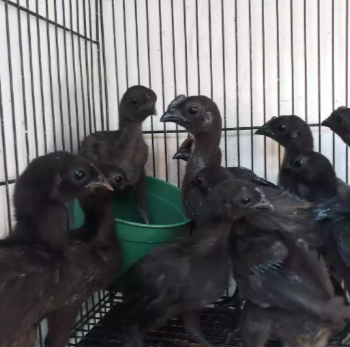 Ayam Cemani LH dan LA