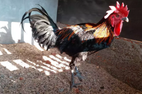 Ayam Pelung muda bahan kontes durasi 13 detik bitu rajin