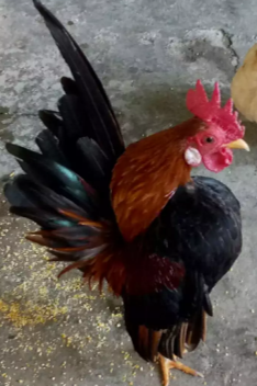 Ayam serama dijual 1 juta sepasang