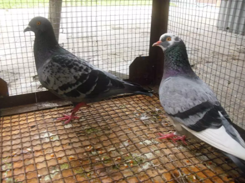 Burung Dara Sepasang Giring