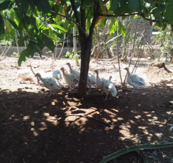 Jual Kalkun umur 6 bln dan 1,5 bln